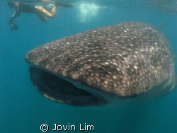 Whale shark (Rhincodon typus) in Donsol by Jovin Lim 
